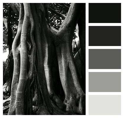 Black Black And White Ficus Image